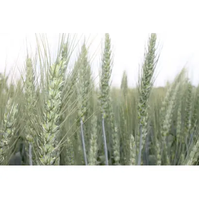 АФК СТАБІЛІТІ