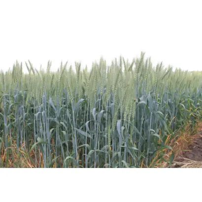 АФК ФУЛ СПАЙК