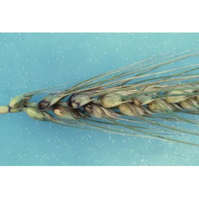 BASALTIC / БАЗАЛТІК