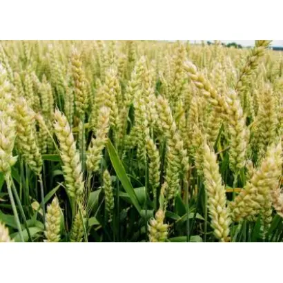 Balaton / Балатон