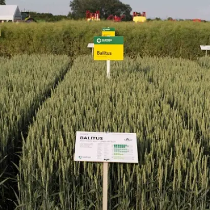 Balitus / БАЛІТУС