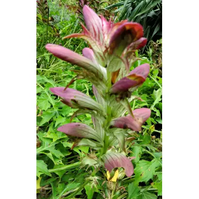 Barentus / Барентус