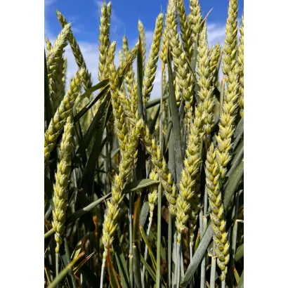 BG Adora / БГ Адора