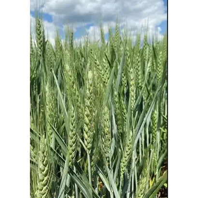 BG Klimatika / БГ Кліматіка