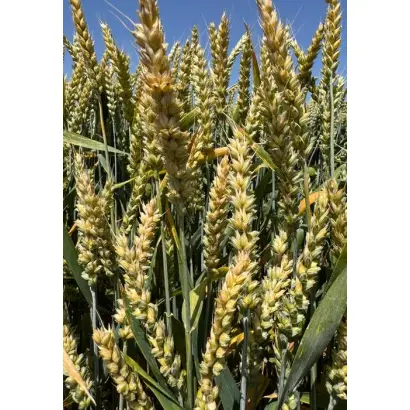 BG Logika / БГ Логіка