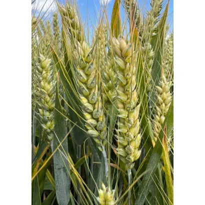 BG Unigold / БГ Уніголд