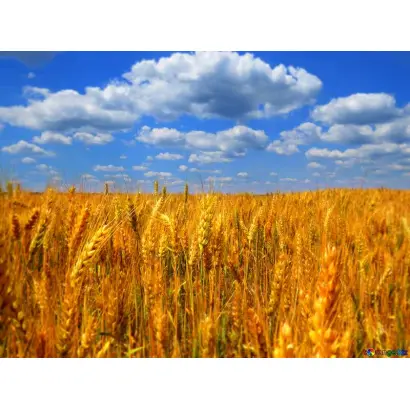 Благовіщенська