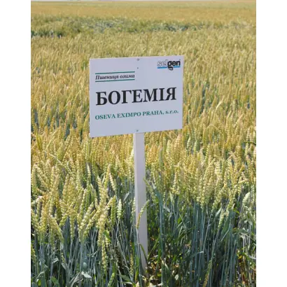 Bohemia / Богемія