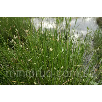 BOTNICA / БОТНІКА