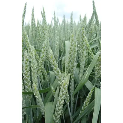 Bc Anica / Бц Аніца