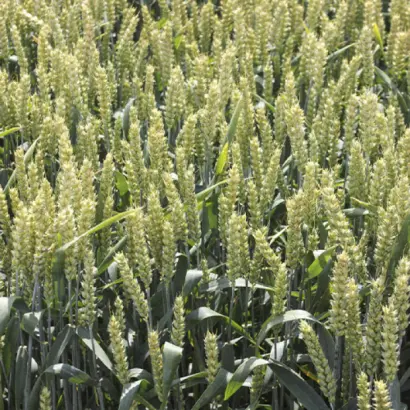 Vanessa / Ванесса