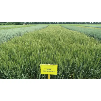 Вежа Київська