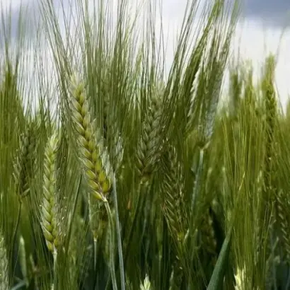 Вигода одеська