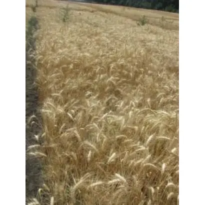 Вікторія Поліська