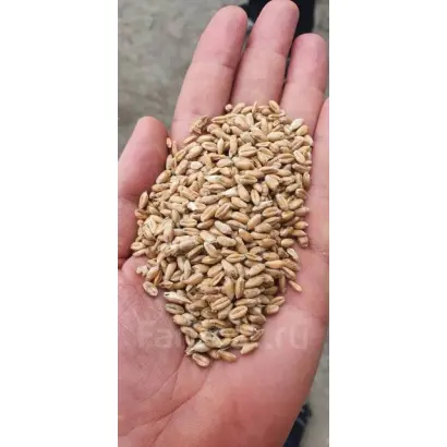 Воздвиженка