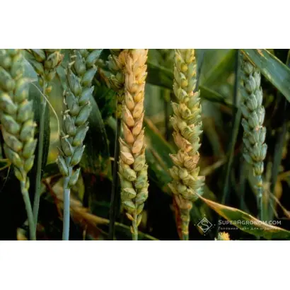 Гетьманська