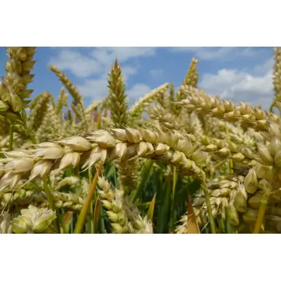 HYACINTH / ГІАЦИНТ