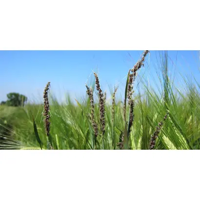 GORYNIA / ГОРИНЯ