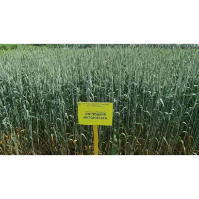 Господиня миронівська