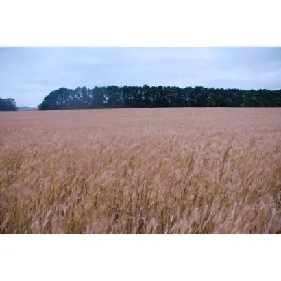 Грація миронівська