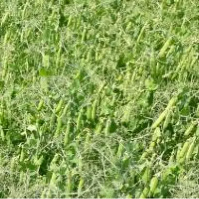 Gregor / Грегор