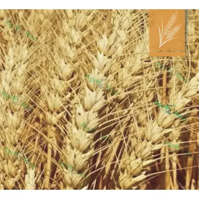 Dagmar / Дагмар