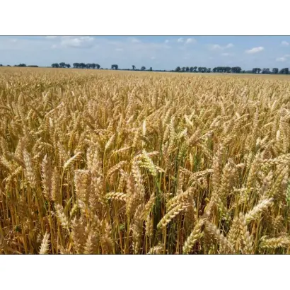 Дарунок Поділля