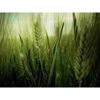 Debian / Дебіан