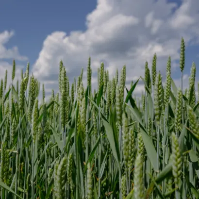 Jannis / Дженіс