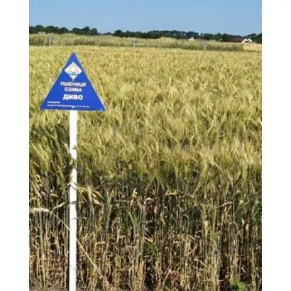 Диво донецьке