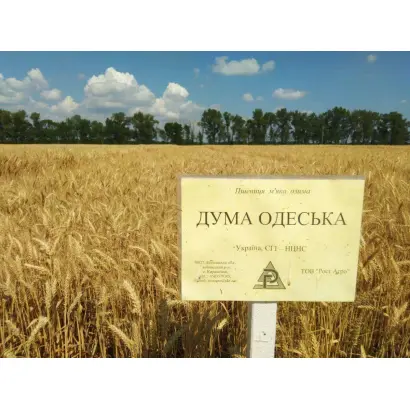 Дума одеська