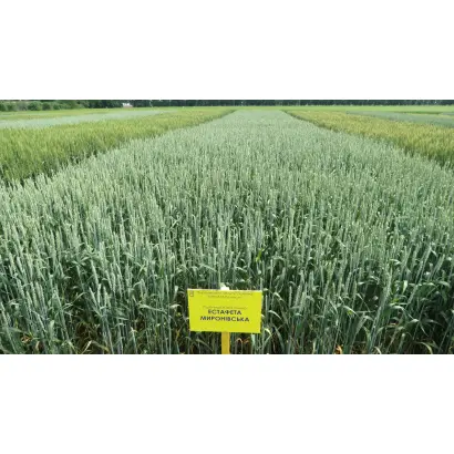 Естафета миронівська