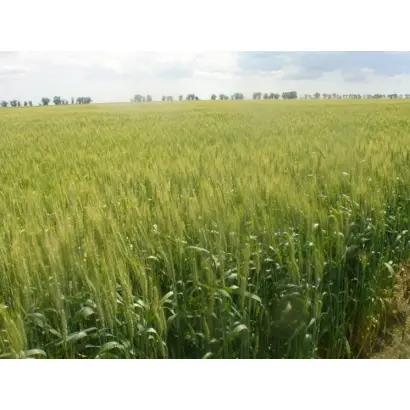 Журавка одеська