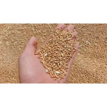 Загадка одеська