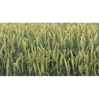 Zvezdana / Звездана