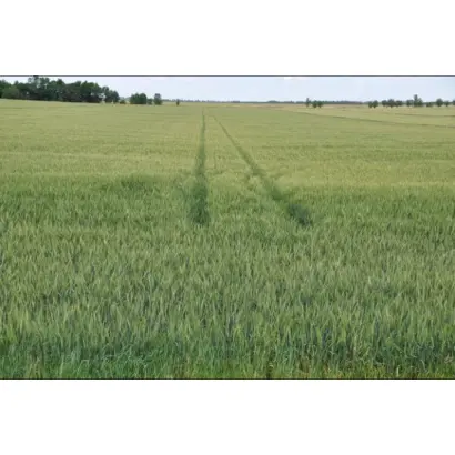 Землячка одеська