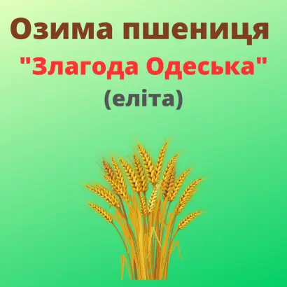 Злагода одеська