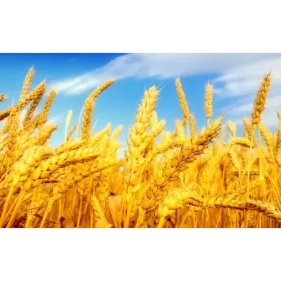 Золото Степу