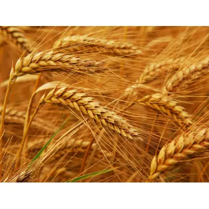 Золотоколоса