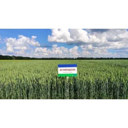 SU Mendoza / ЗУ Мендоза