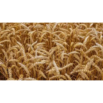 SU TAMMO / ЗУ ТАММО