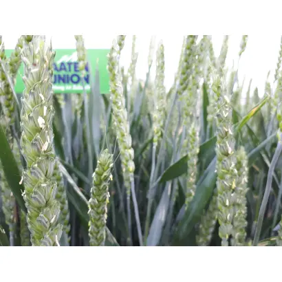 SU Tarroca / ЗУ Таррока