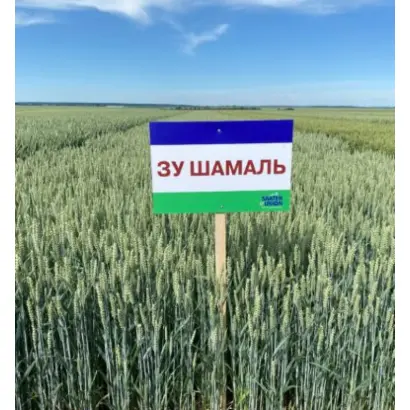 SU Shamal / ЗУ Шамаль