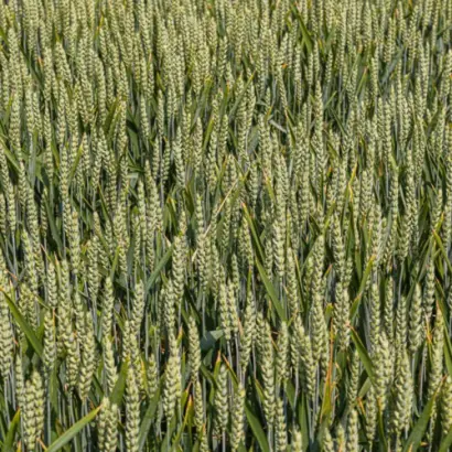 KWS Donovan / КВС Донован