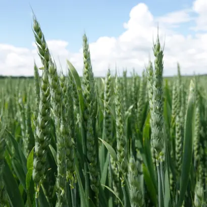 KWS Emil / КВС Еміл