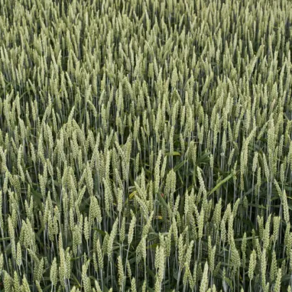 KWS Imperium / КВС Імперіум