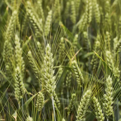 KWS Lazuli / КВС Лазулі