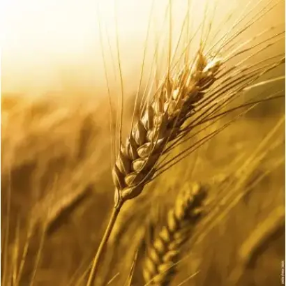 KWS Peplum / КВС Пеплум