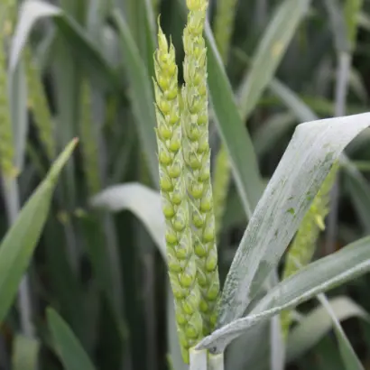 KWS Ronin / КВС Ронін