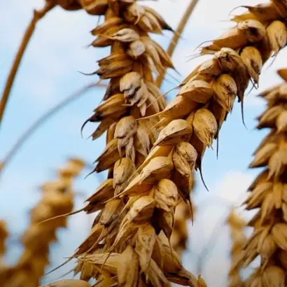 KWS Spencer / КВС Спенсер